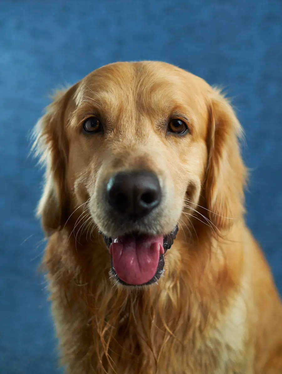 Veterinary-Hospital-Banner